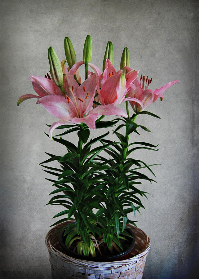 Lily Photograph - Asiatic Lily by Dave Chafin