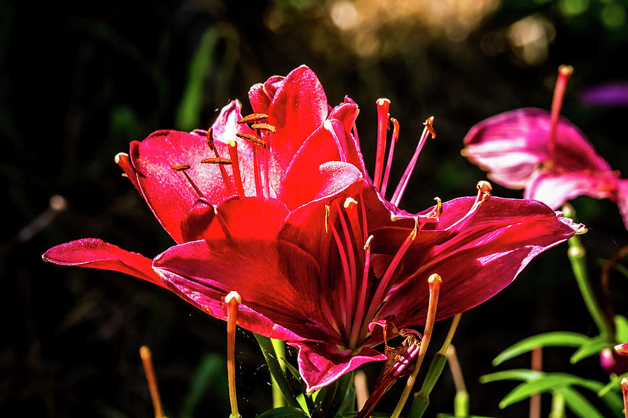 Asiatic Lily Digital Art by Ed Stines