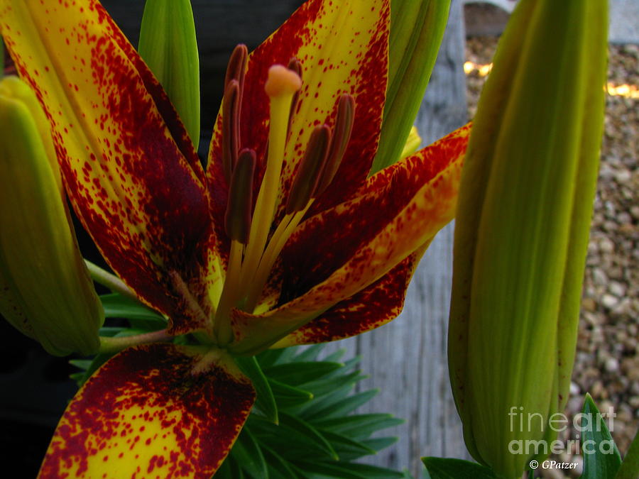 Asiatic Lily Photograph by Greg Patzer