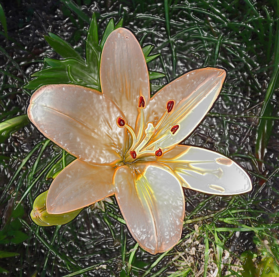 Lily Photograph - Asiatic Lily in Plastic by Marian Bell