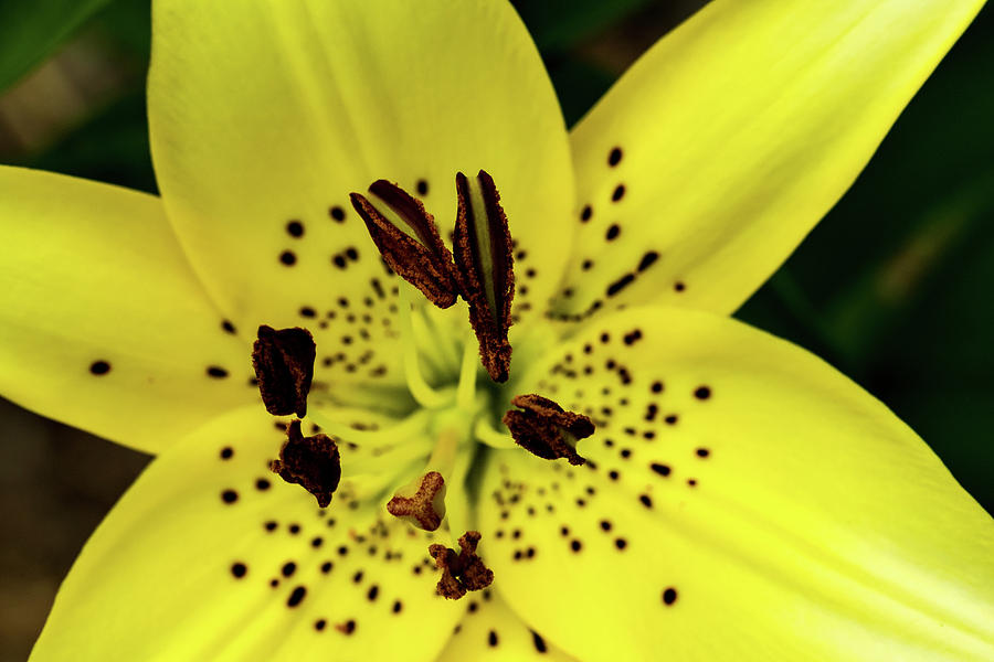 Asiatic Lily Photograph by Jay Stockhaus