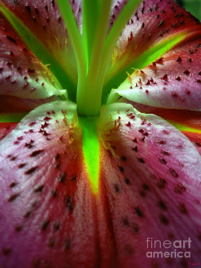 Asiatic Lily Photograph by Jeff Breiman