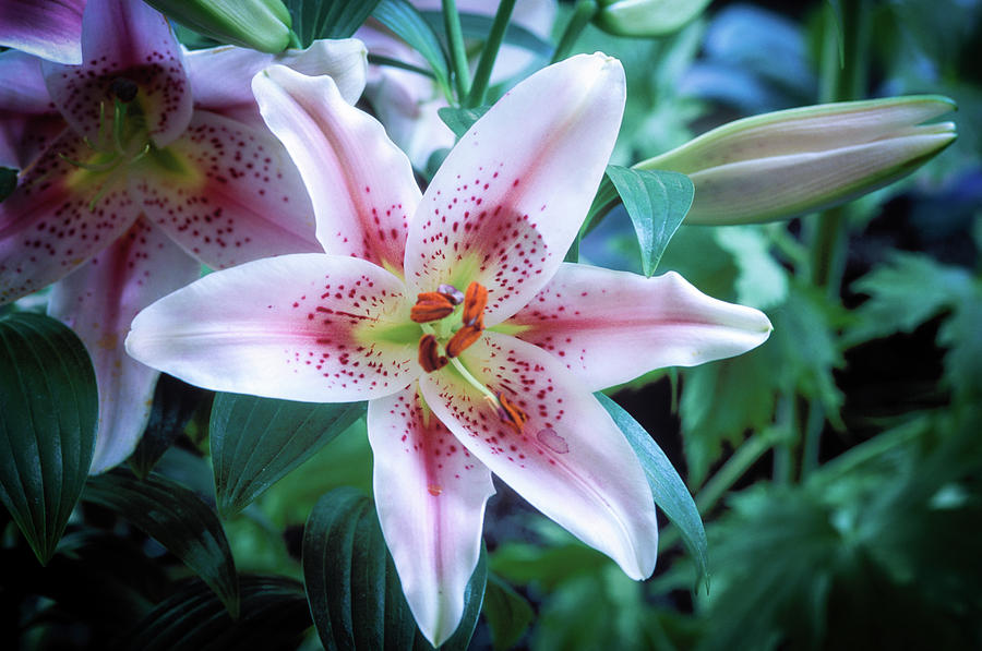 Asiatic Lily Shirley Photograph by Mark Summerfield