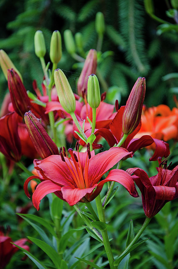 Asiatic Lily Photograph by Susan McMenamin