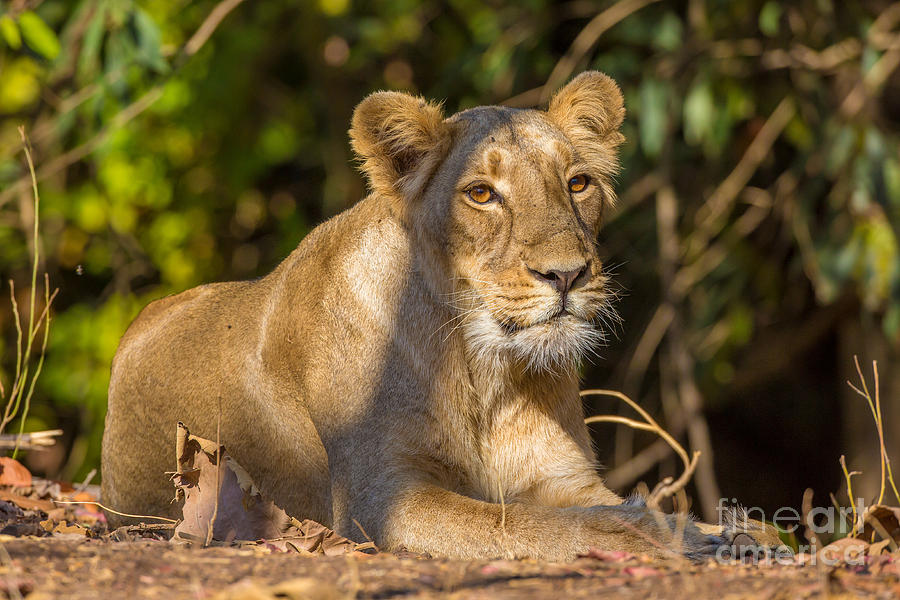 Lion Photograph - Asiatic Lion, India by B. G. Thomson