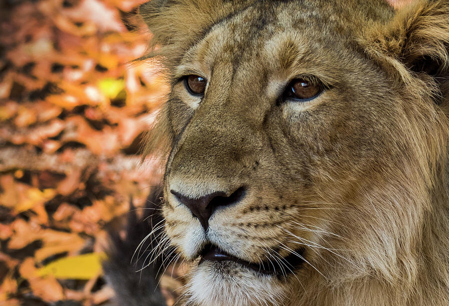 Asiatic Lion Portrait Photograph by Randy Gebhardt