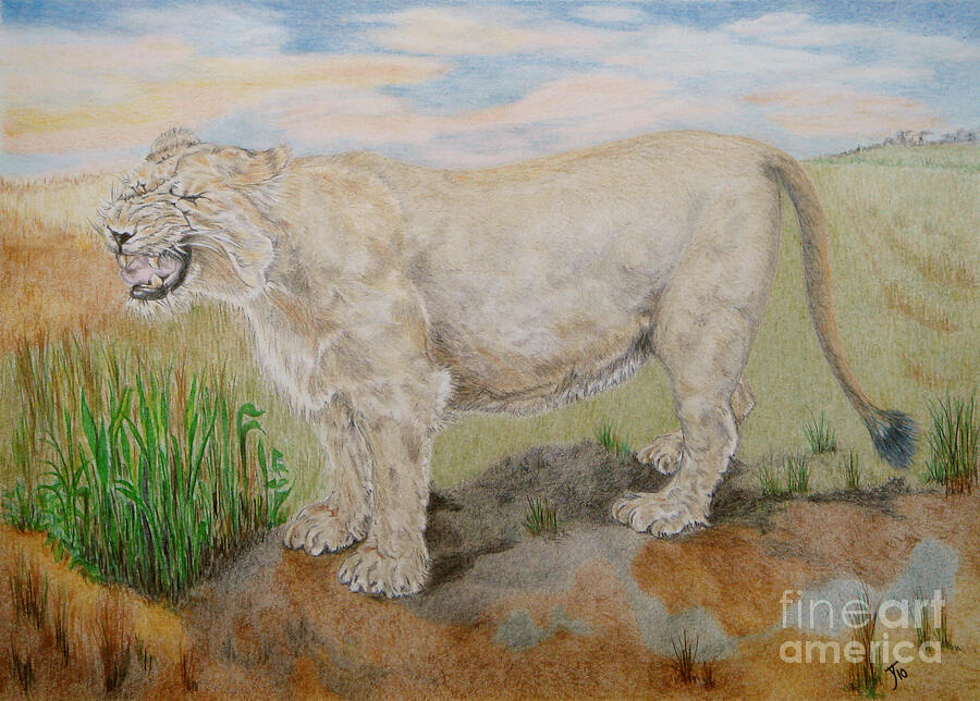Asiatic Lioness Drawing by Yvonne Johnstone