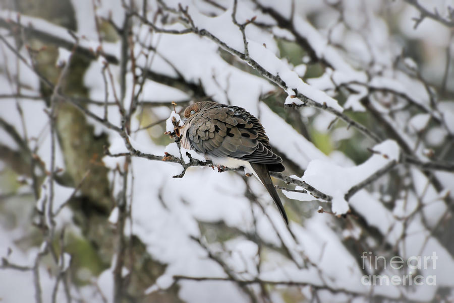 Asleep in the Snow - Mourning Dove Photograph by Kerri Farley