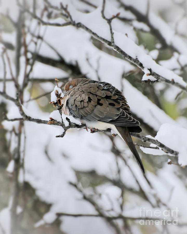 Asleep in the Snow - Mourning Dove Portrait Photograph by Kerri Farley