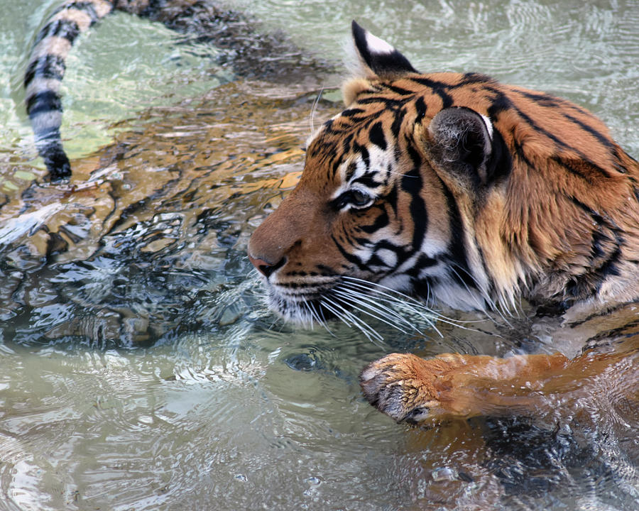 Asmara Goes For A Swim Photograph by Steve Marquez - Fine Art America