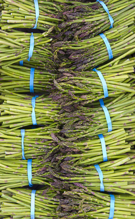 Asparagus Photograph - Asparagus bunches by John Trax