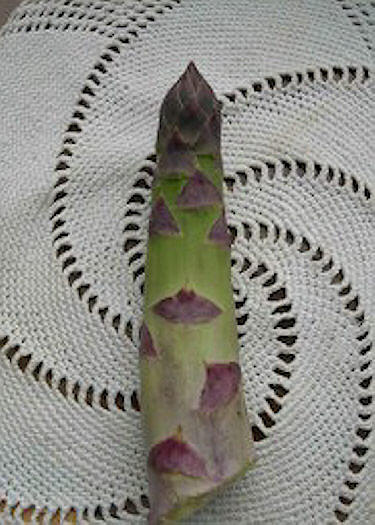 Asparagus Photograph - Asparagus by Rebecca Marona