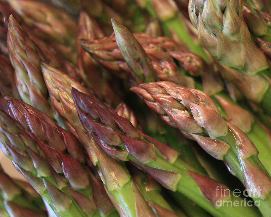 Asparagus Photograph - Asparagus Tips by Carol Groenen