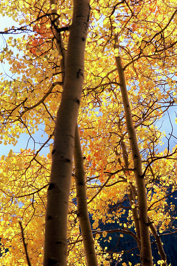 Aspen A Photograph by Brian Puyear - Fine Art America