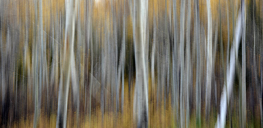 Aspen abstract 2 Photograph by Whispering Peaks Photography | Fine Art ...