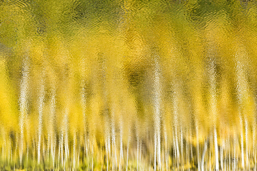 Aspen Abstract Photograph by Denise Bush