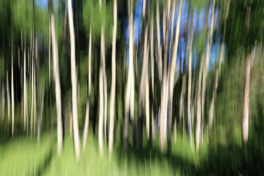 Aspen Abstract Photograph by Donna Kennedy