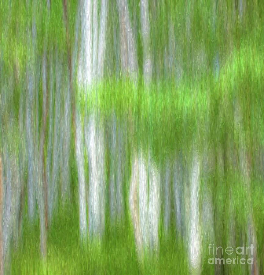 Aspen Abstract Photograph by George Robinson