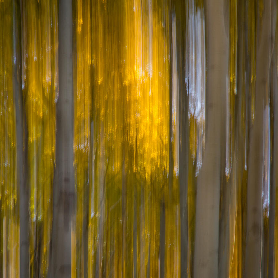 Aspen Abstract Photograph by James Woody