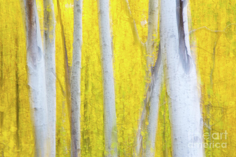 Aspen Abstract Photograph by Mimi Ditchie