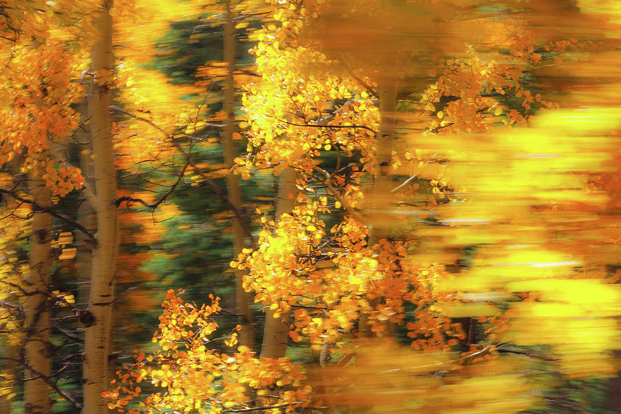 Fall Photograph - Aspen Abstract by Steven Bateson