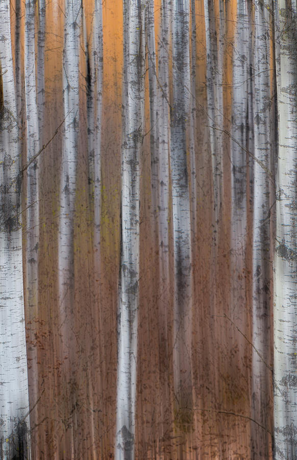 Aspen Abstract Vertical Photograph by Patti Deters