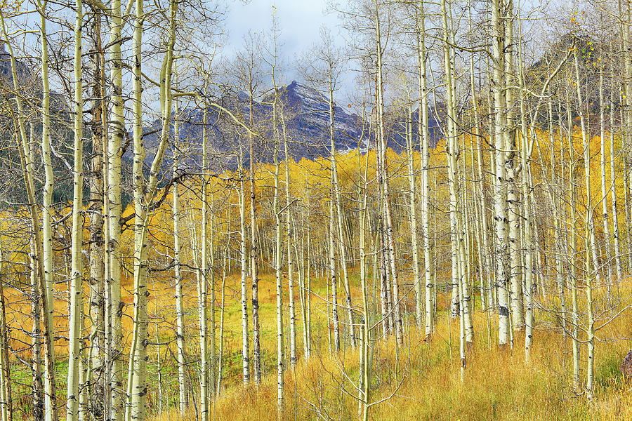 Aspen Ambience Bright HDR Photograph by Eric Glaser