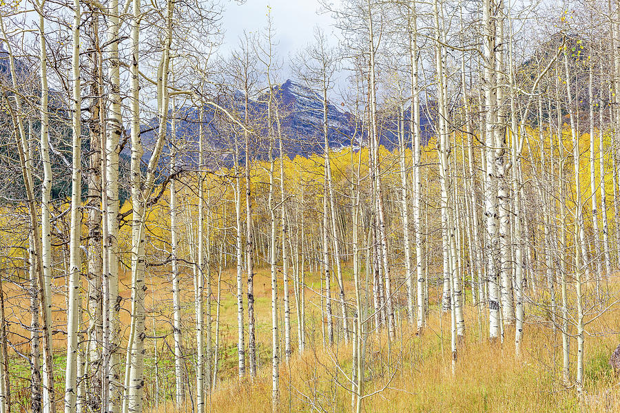 Aspen Ambience Photograph by Eric Glaser