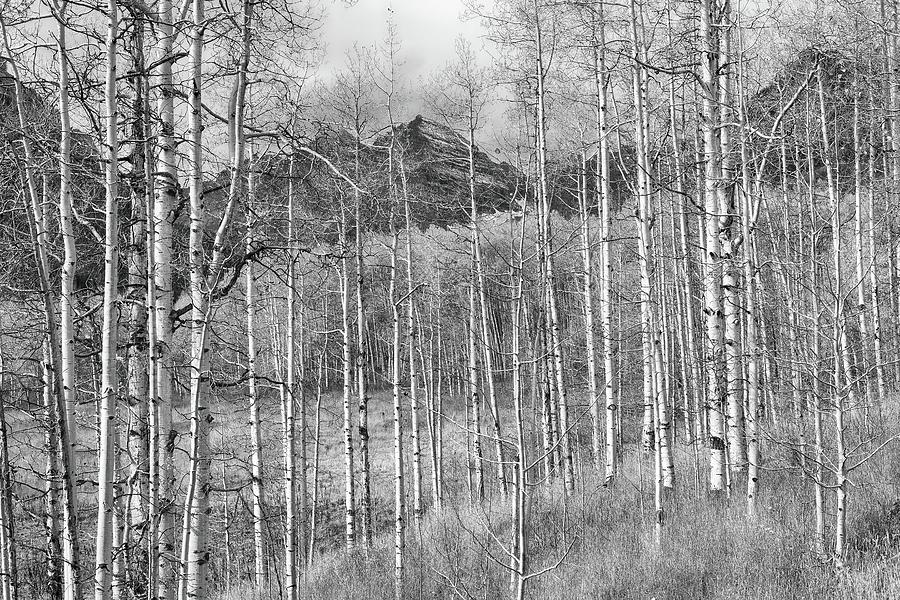 Aspen Ambience Monochrome Photograph by Eric Glaser