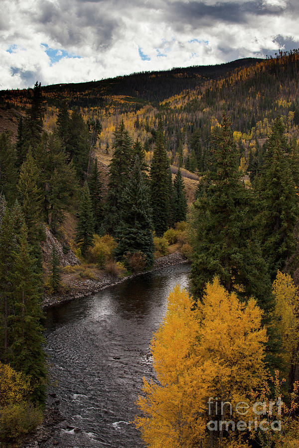 Aspen and Creek Photograph by Timothy Johnson