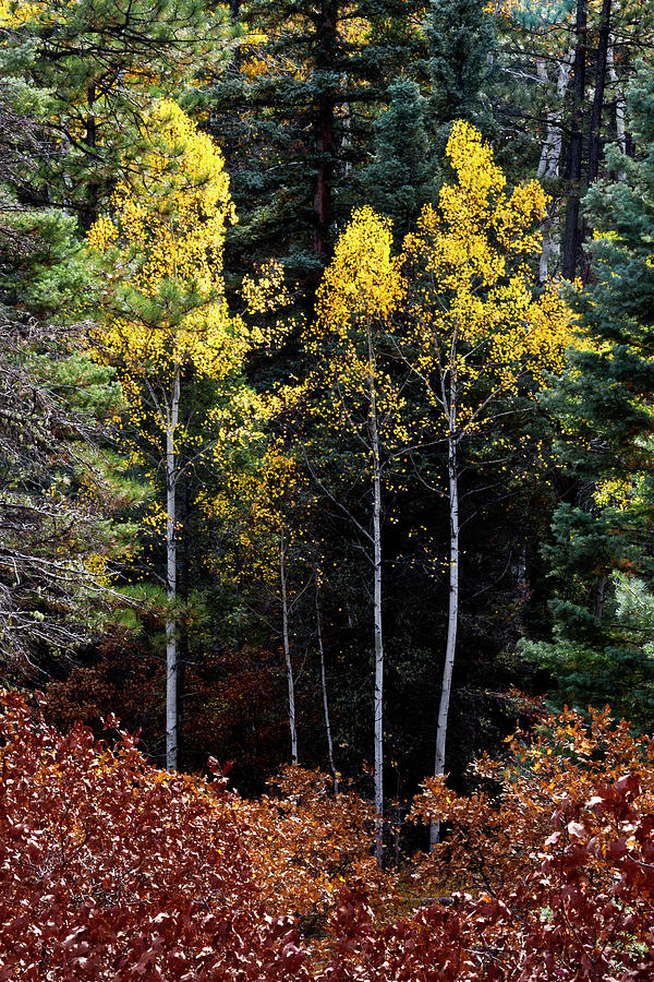 Aspen And Gambel Oak Photograph by Robert Woodward