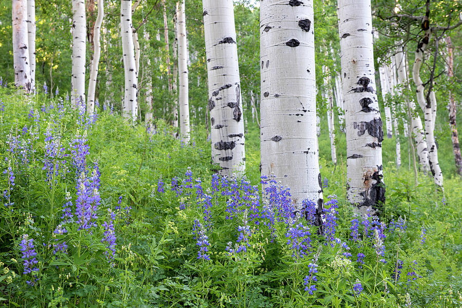 Aspen and Lupine Photograph by Angela Moyer