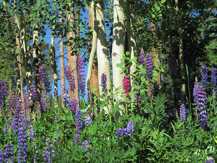 Aspen and Lupine Photograph by Marilyn Hunt