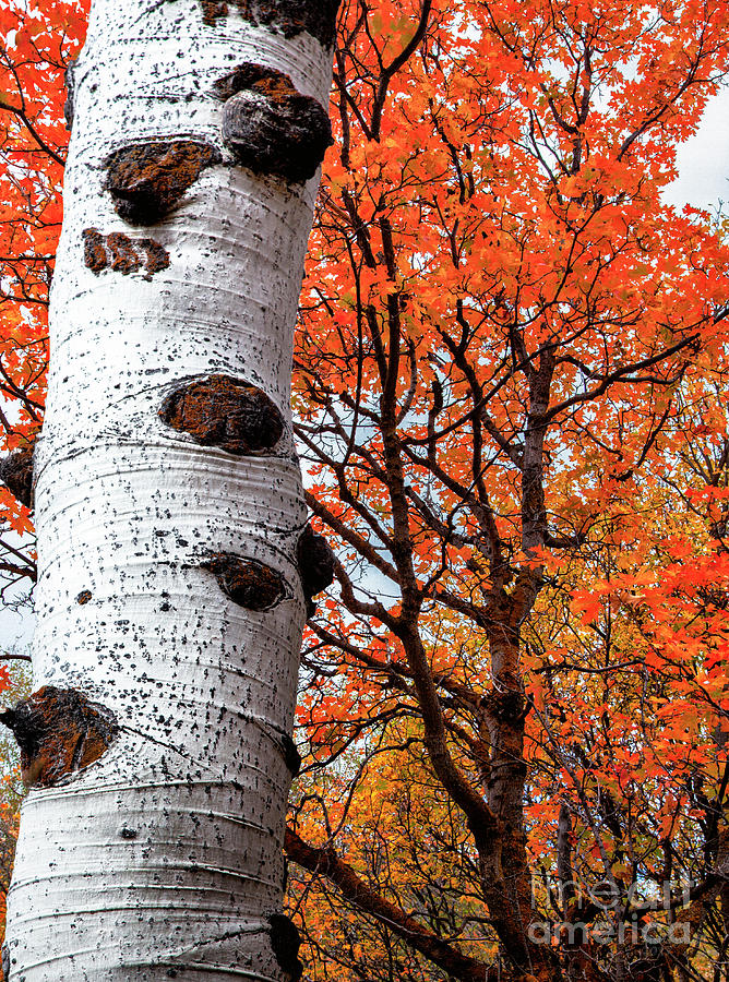 Aspen and Maple Trees Large Canvas Art, Canvas Print, Large Art, Large Wall Decor, Home Decor Photograph by David Millenheft