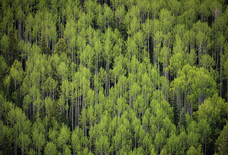 Aspen and Pines Photograph by Bud Simpson