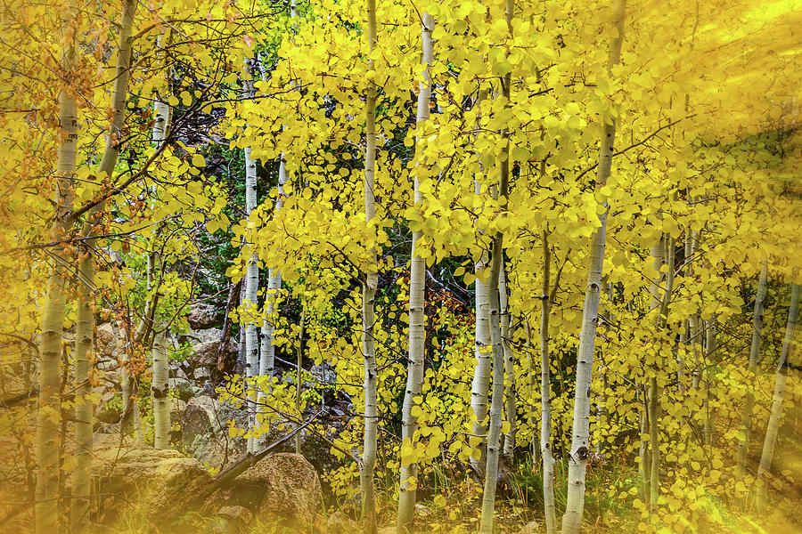 Aspen Autumn Burst Photograph