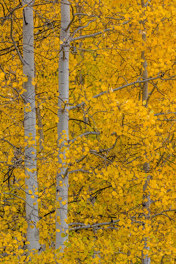 Aspen Autumn Photograph by Gary Migues