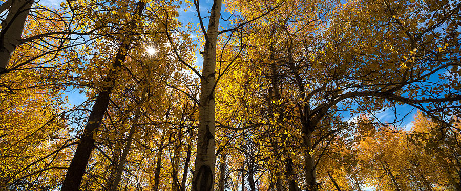 Aspen Autumn Photograph by Steve Gadomski