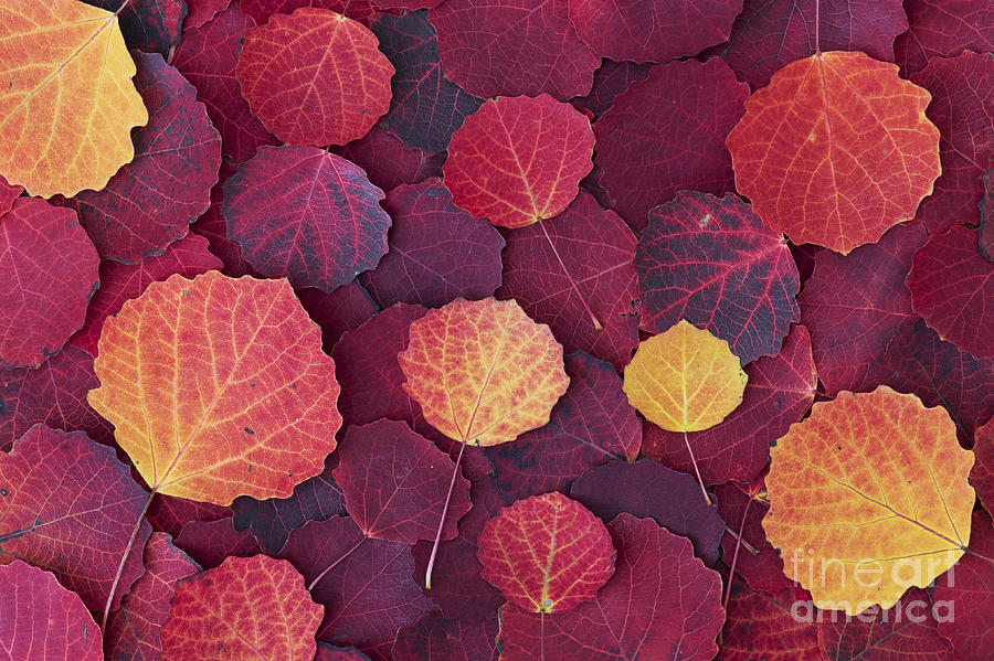 Tree Photograph - Aspen Autumn by Tim Gainey