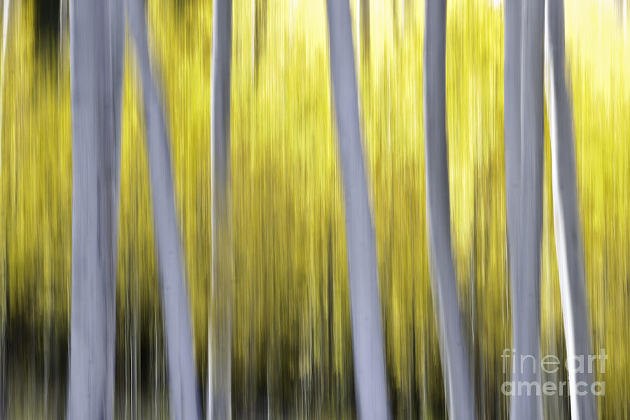 Tree Photograph - Aspen blurr by Bryan Keil