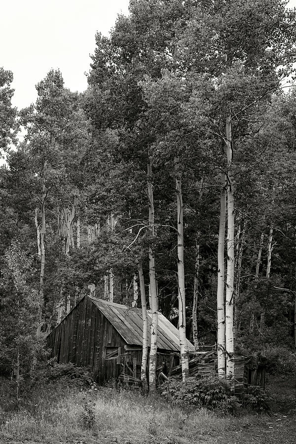 Aspen Cabin  Photograph by Bud Simpson