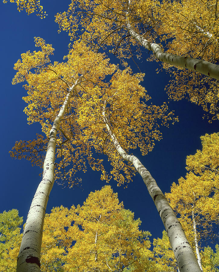 Aspen canopy Photograph by Chris Augliera - Fine Art America