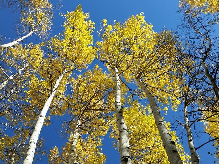 Aspen Canopy Photograph By Dennis Boyd - Fine Art America