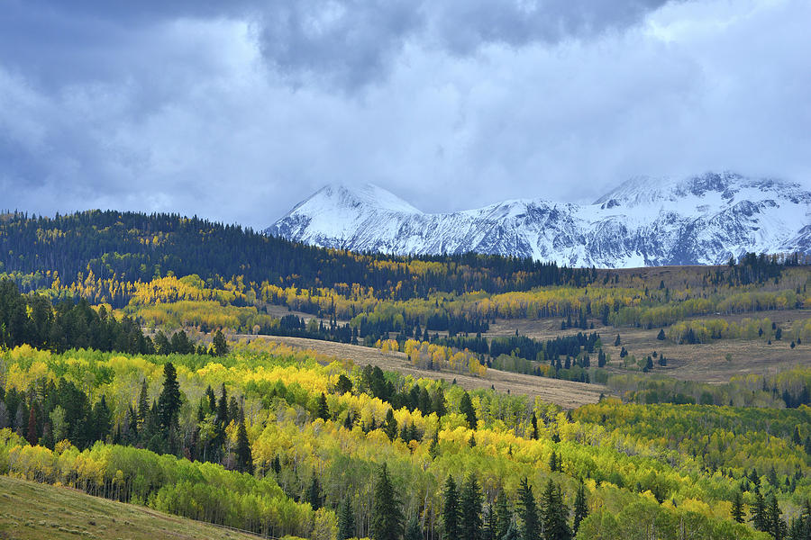 Aspen Color Beneath Mt. Wilson on Wilson Mesa Photograph by Ray Mathis ...