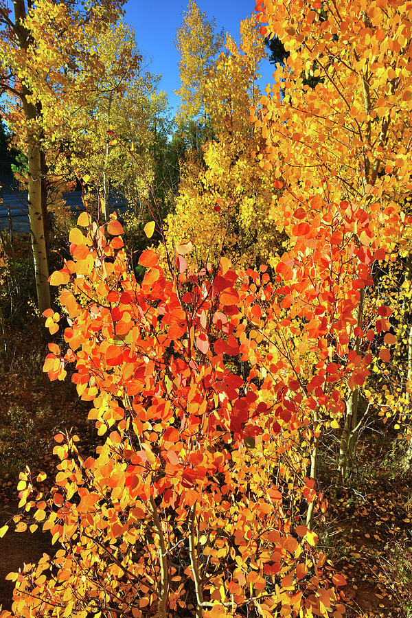 Aspen Colors in Dillon Colorado Photograph by Ray Mathis