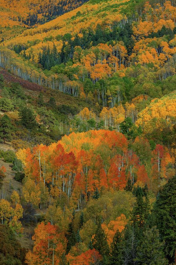 Aspen Cove Photograph by Bill Sherrell | Fine Art America