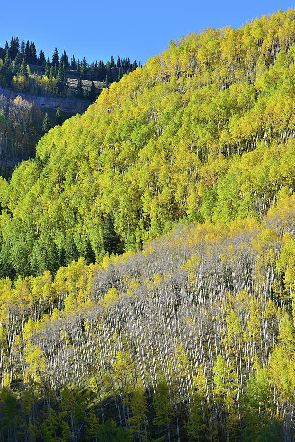 Aspen Covered Hillside Above Highway 550 Photograph by Ray Mathis