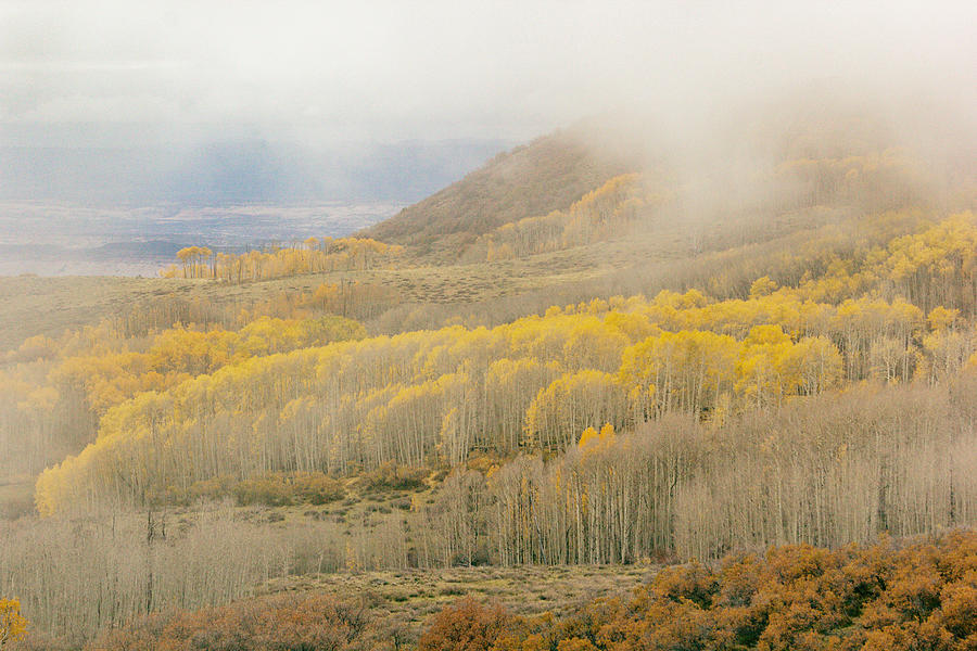 Tree Photograph - Aspen Covered Hillside by Peter J Sucy