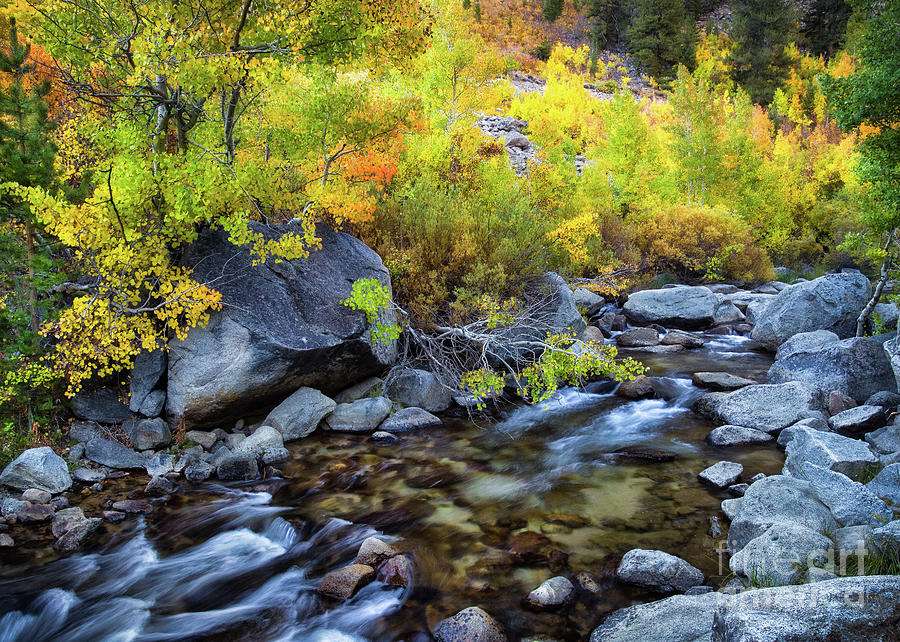 Aspen Creek Photograph by Anthony Michael Bonafede
