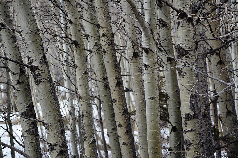 Aspen Curtain Photograph by Whispering Peaks Photography